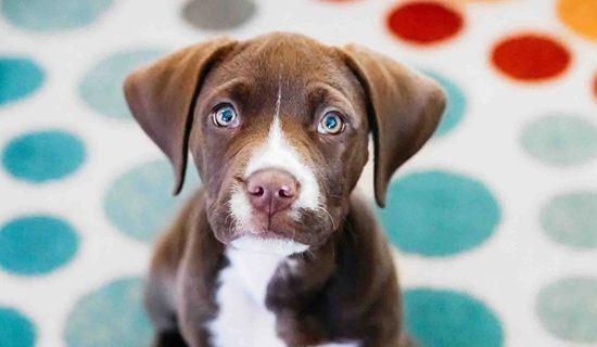 The Doghouse Services photo